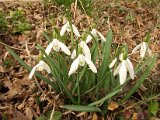 004 Galanthus Nivialis.JPG